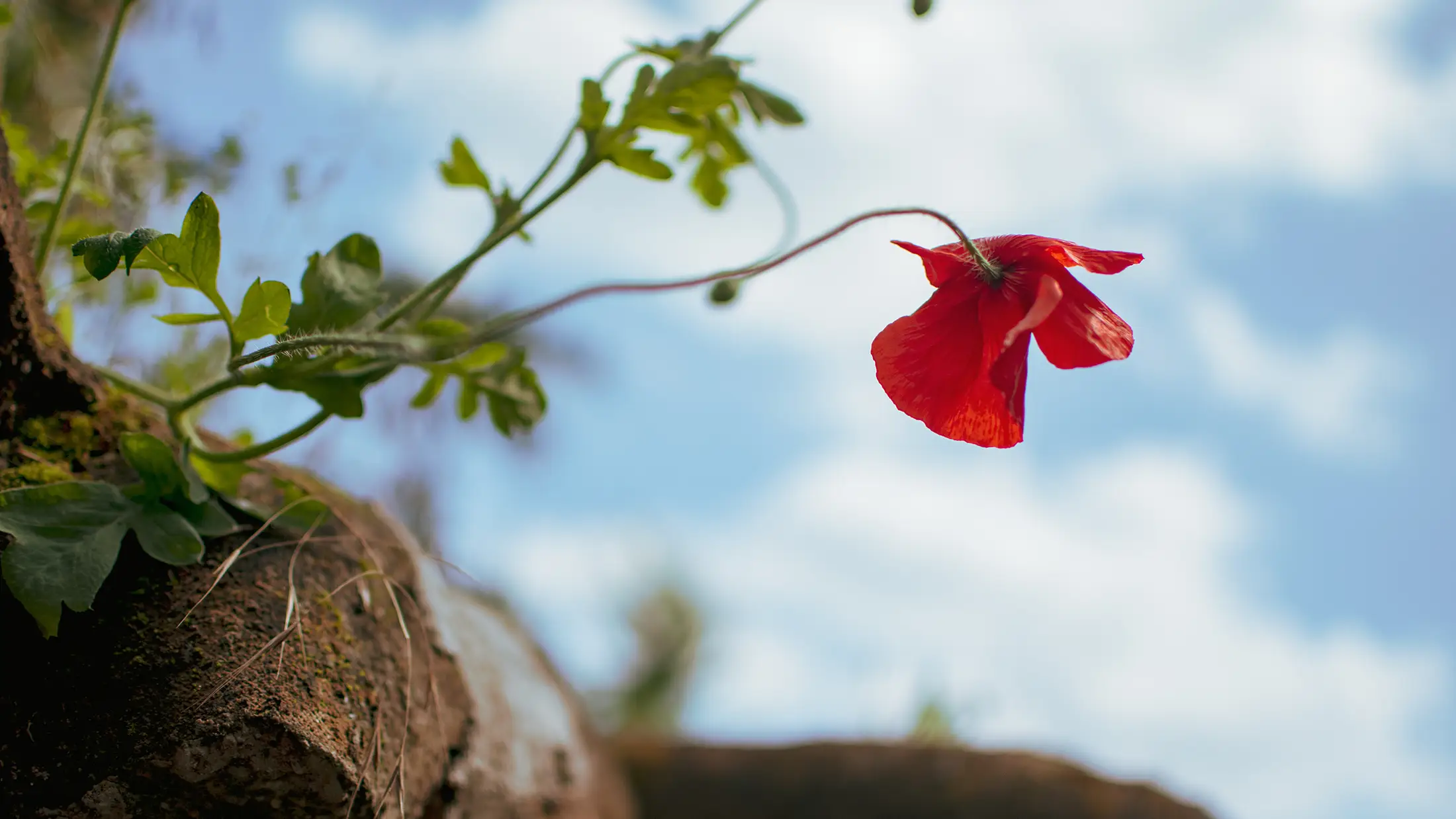 Vakantiehuis Felix Nadar - Westhoek